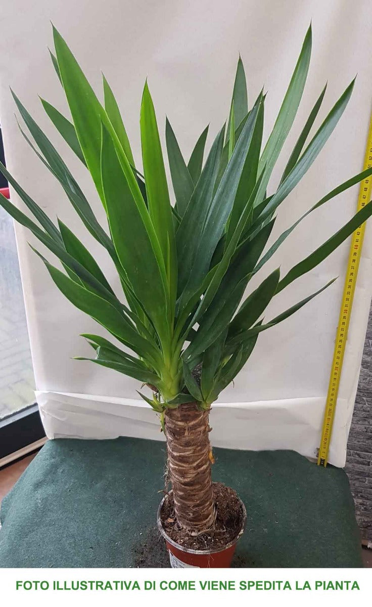 YUCCA VASO 12CM