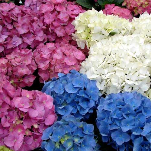 ORTENSIA HYDRANGEA COLORI ASSORTITI VASO 10CM