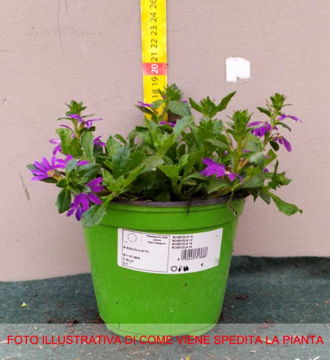 SCAEVOLA VASO 14CM