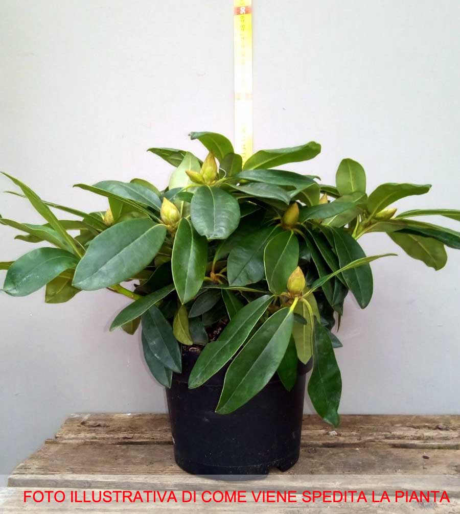 RODODENDRO GERMANIA IN VASO 24CM