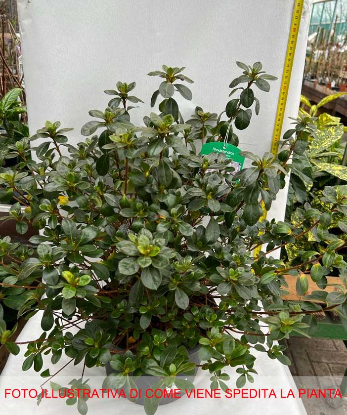 AZALEA JAPONICA  DOROTHY BIANCA VASO 23CM