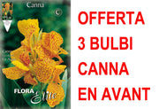 OFFERTA 3 BULBI CANNA GREENLEAVED EN AVANT