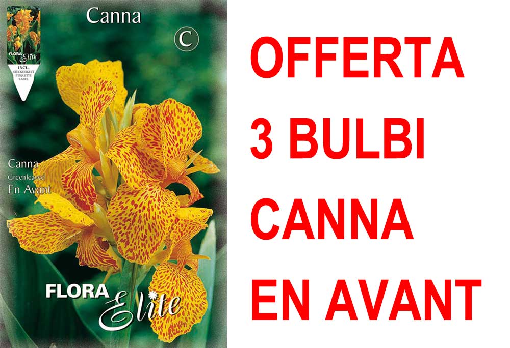 OFFERTA 3 BULBI CANNA GREENLEAVED EN AVANT