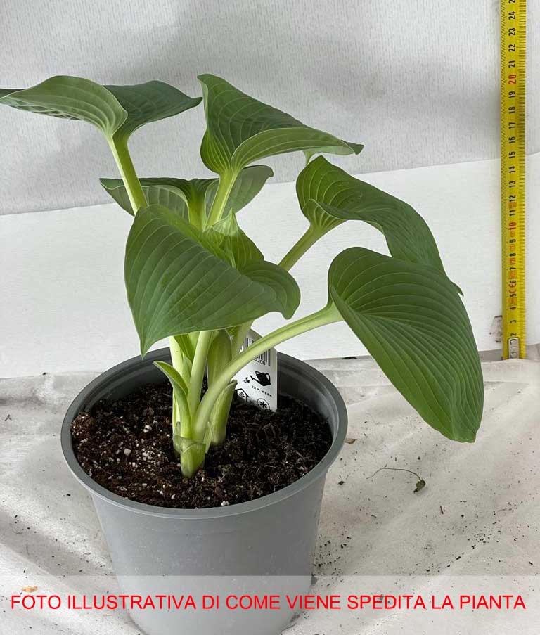 HOSTA SIEBOLDIANA ELEGANCE VASO 15CM