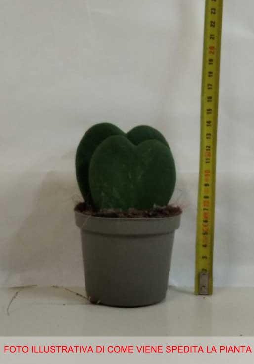 HOYA KERRII DOPPIA FOGLIA FIORE DI CERA VASO 9CM