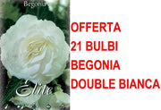 OFFERTA 21 BULBI BEGONIA DOUBLE BIANCA