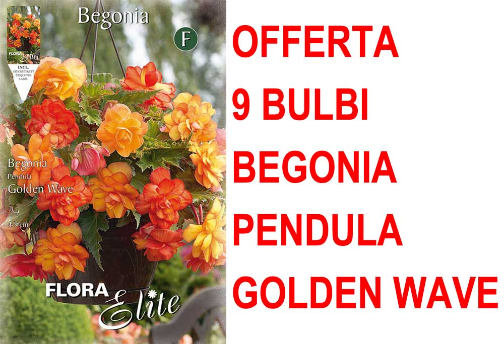 OFFERTA 9 BULBI BEGONIA PENDULA GOLDEN WAVE