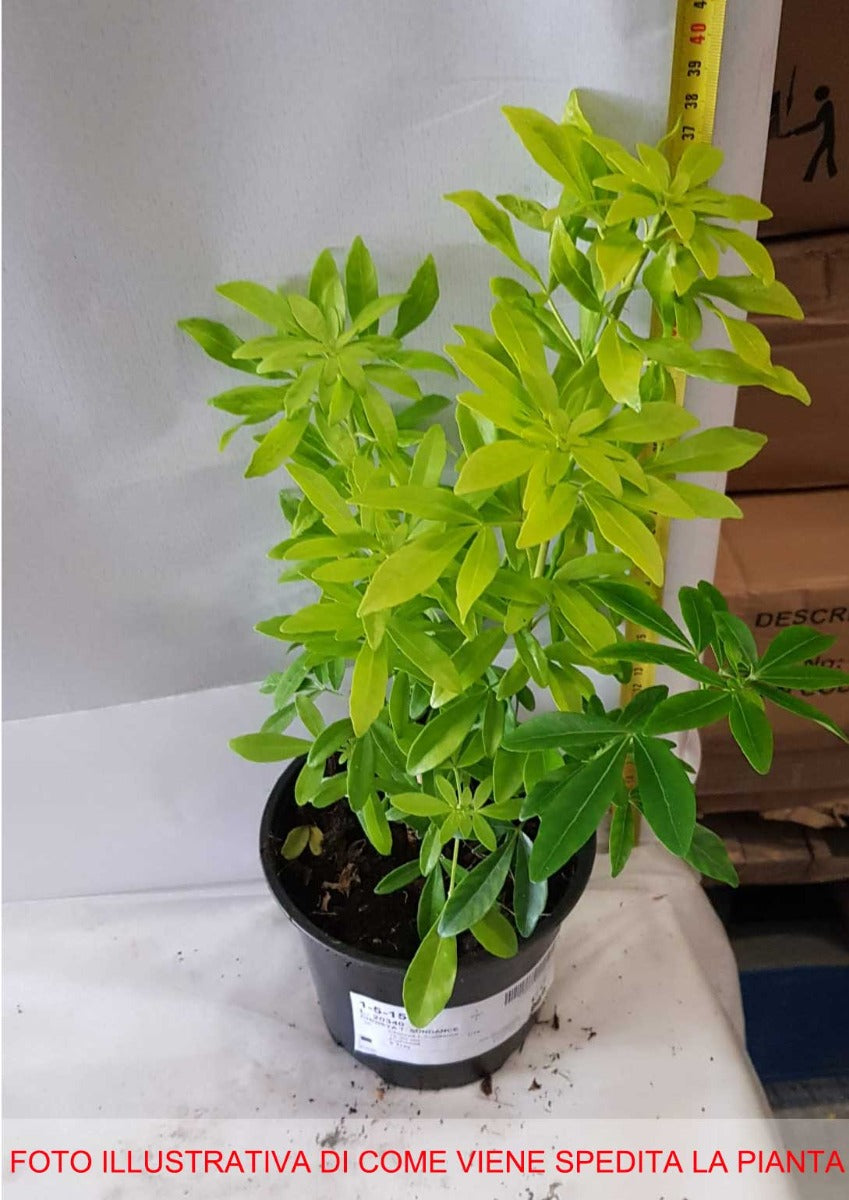 CHOISYA TERNATA SUNDANCE VASO 14CM