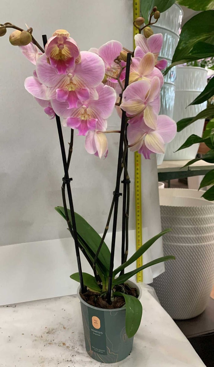 ORCHIDEA PHALAENOPSIS MANTA MALDIVES VASO 12CM