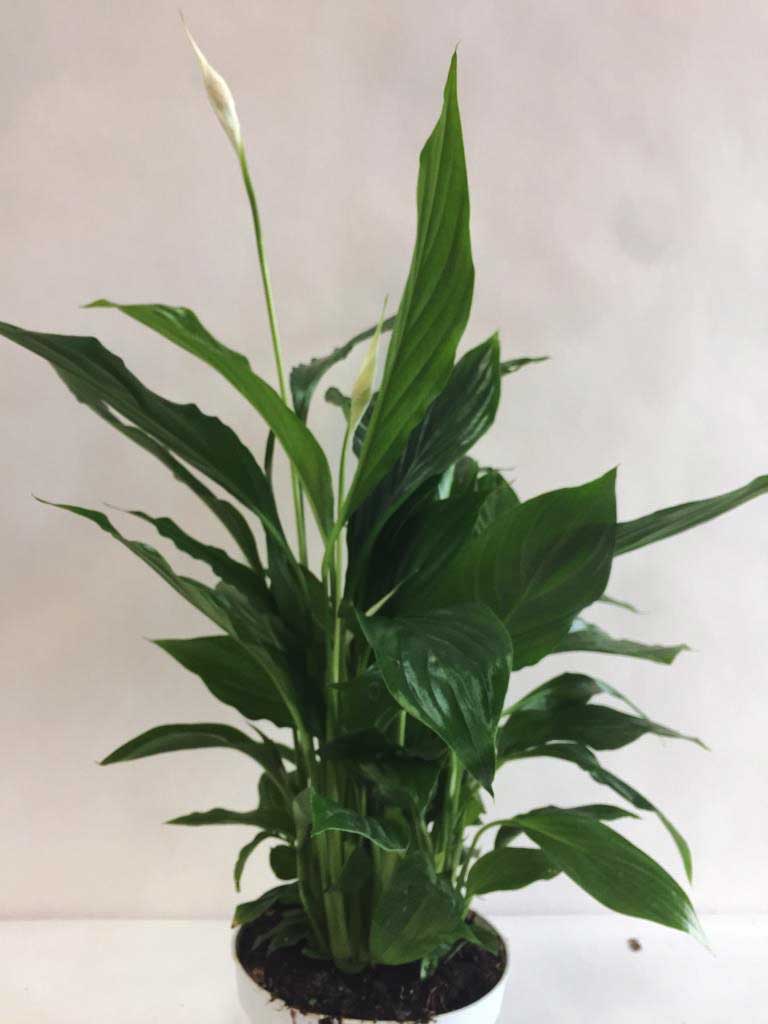 SPATHIPHYLLUM STRAUSS VASO 13CM