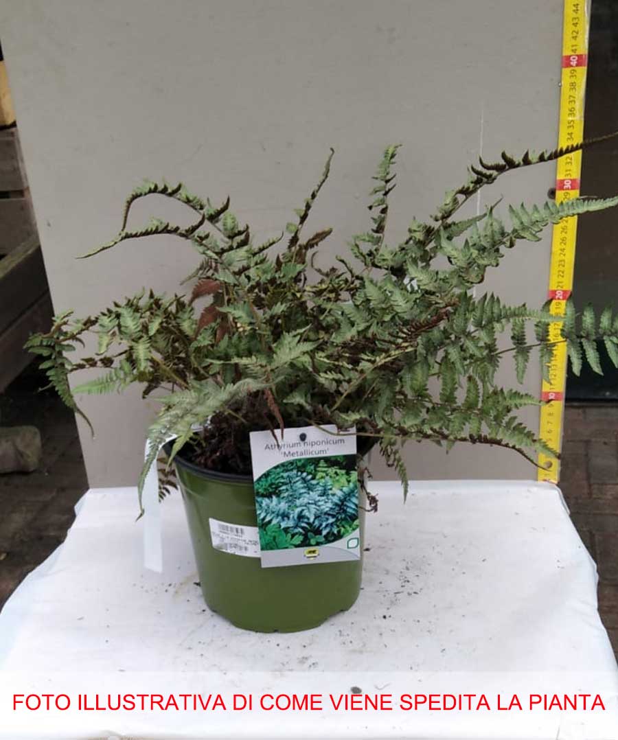 FELCE ATHYRIUM NIPONICUM METALLICUM VASO 18CM