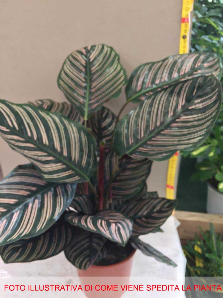CALATHEA ORNATA IN VASO 14CM
