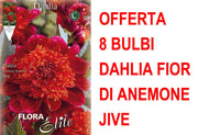 OFFERTA 8 BULBI DAHLIA FIOR DI ANEMONE JIVE