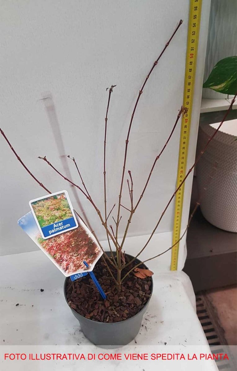 ACERO PALMATUM IN VASO 17CM