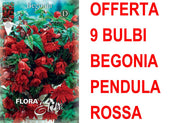 OFFERTA 9 BULBI BEGONIA PENDULA ROSSA