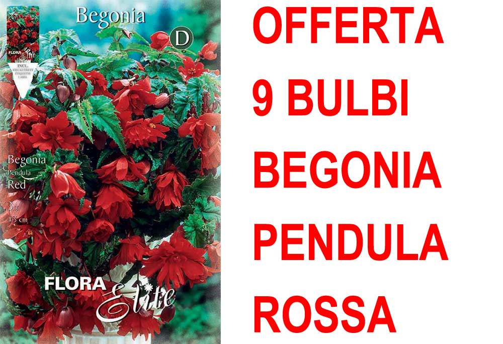 OFFERTA 9 BULBI BEGONIA PENDULA ROSSA