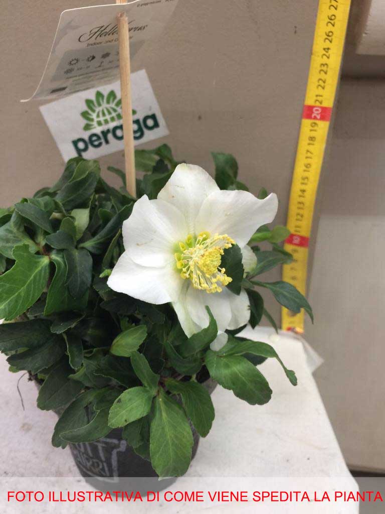 HELLEBORUS NIGER BIANCO  POTTBURRI ROSA DI NATALE VASO 12CM