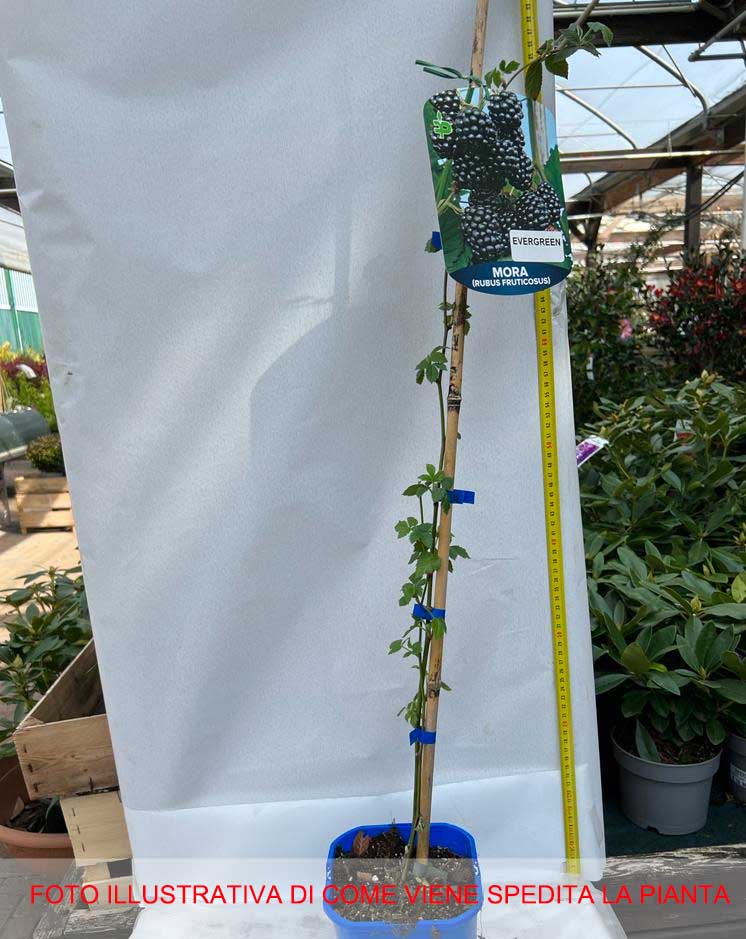 MORA RUBUS FRUTICOSUS EVERGREEN (1 PIANTA)