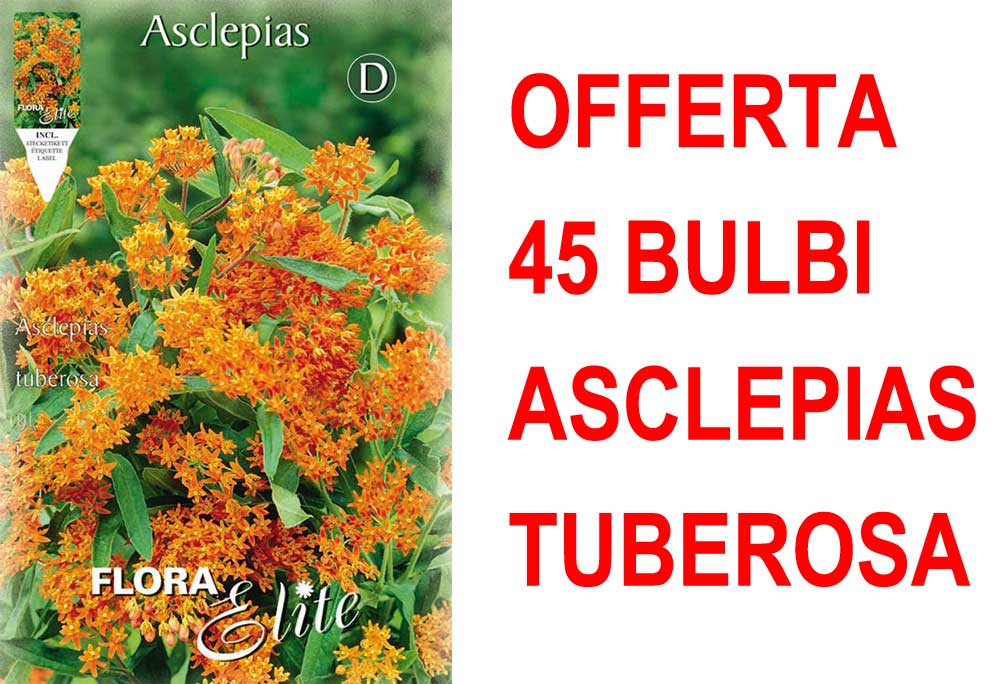 OFFERTA 45 BULBI ASCLEPIAS TUBEROSA