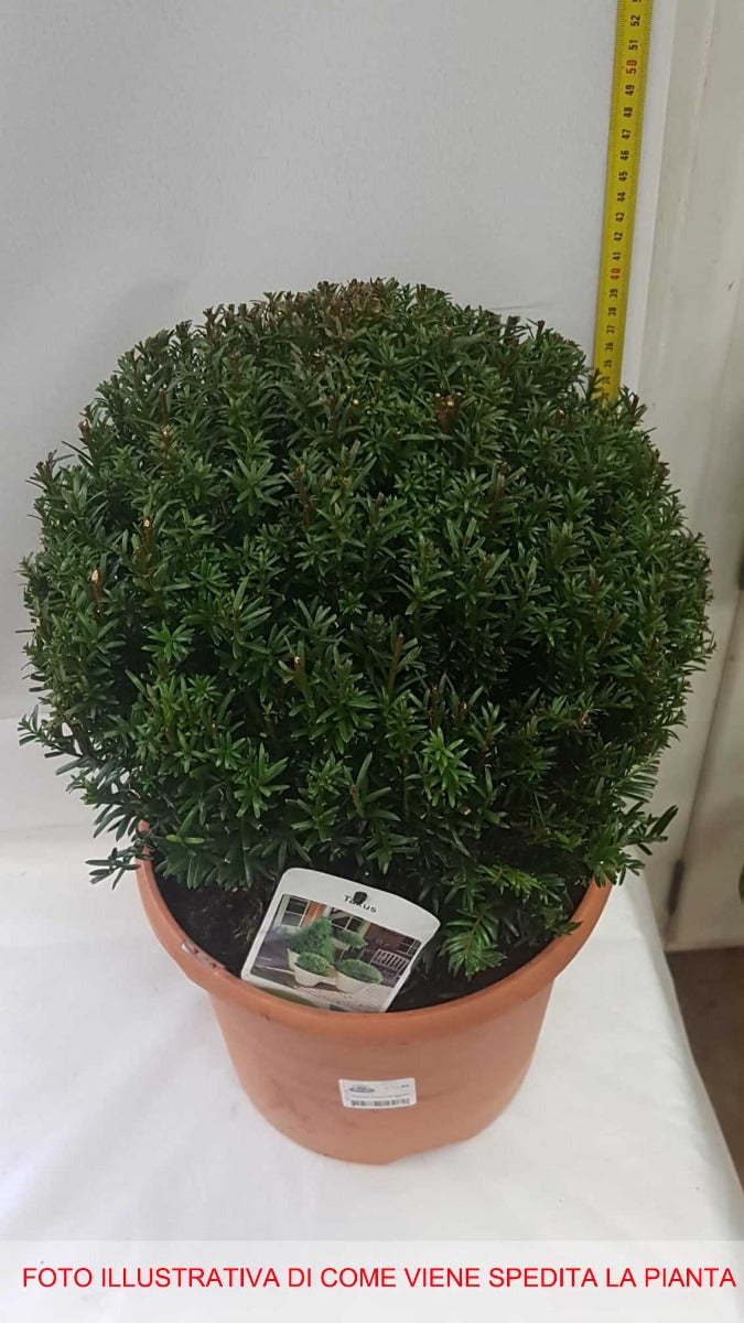 TAXUS BACCATA GLOBE VASO 26CM