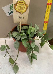 HOYA ESKIMO SILVER FIORE DI CERA IN VASO 12CM