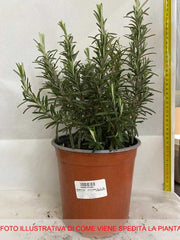 ROSMARINO IN VASO 16CM