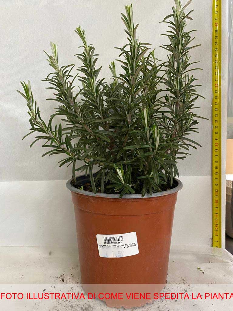 ROSMARINO IN VASO 16CM