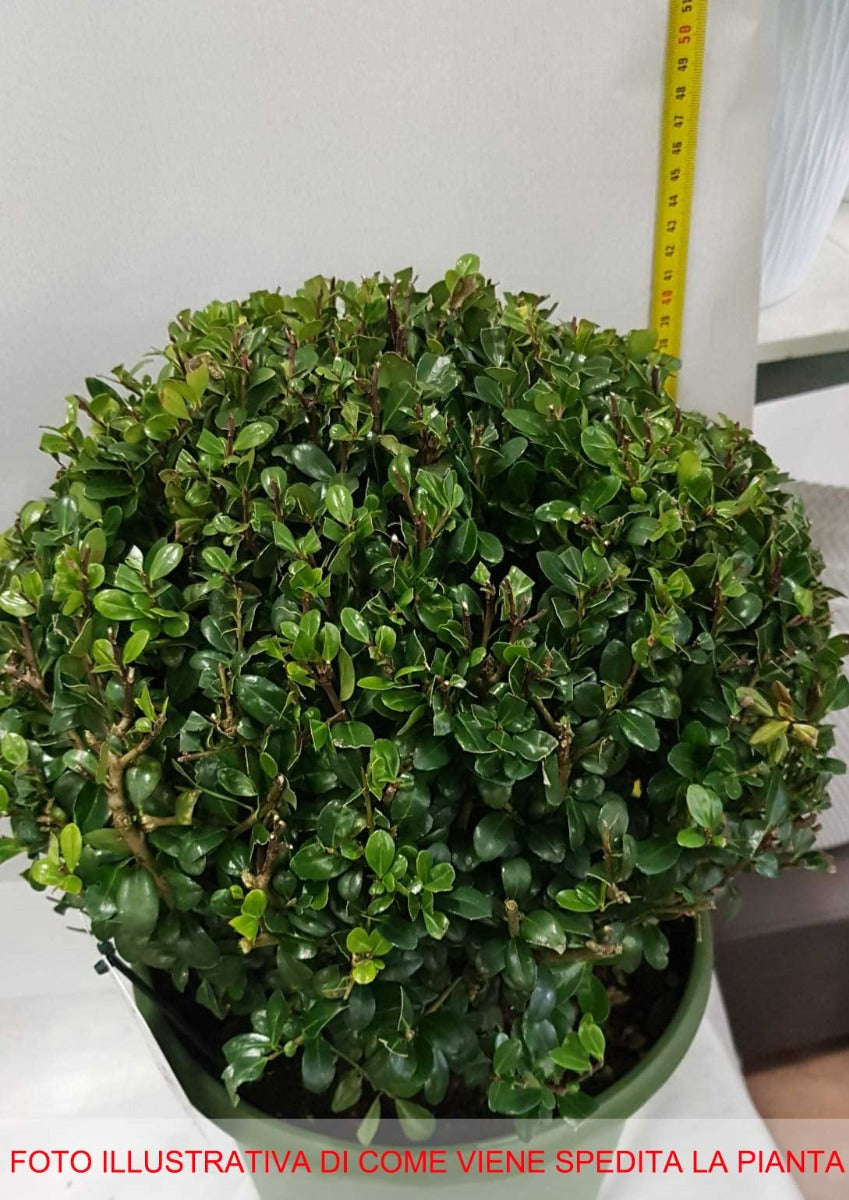 ILEX CRENATA CAROLINE IN VASO 26CM