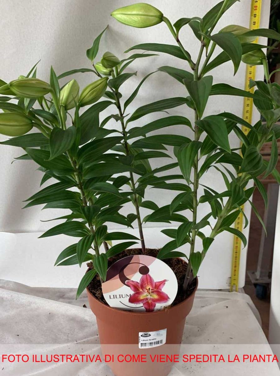 LILIUM ORIENTALE ROSA IN VASO 17CM