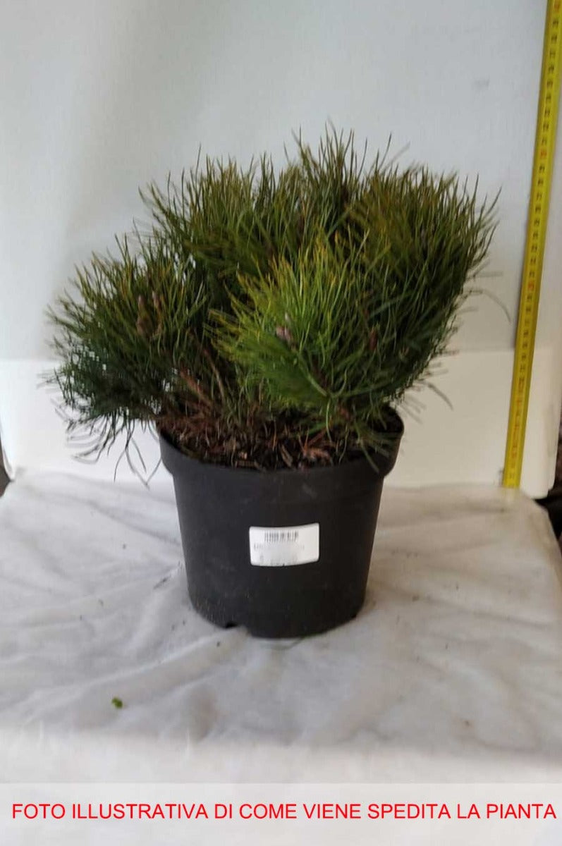 PINUS MUGO MUGHUS PINO VASO 16CM