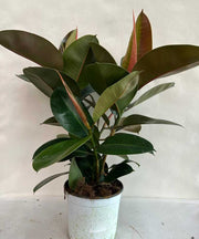 FICUS ROBUSTA VASO 19CM