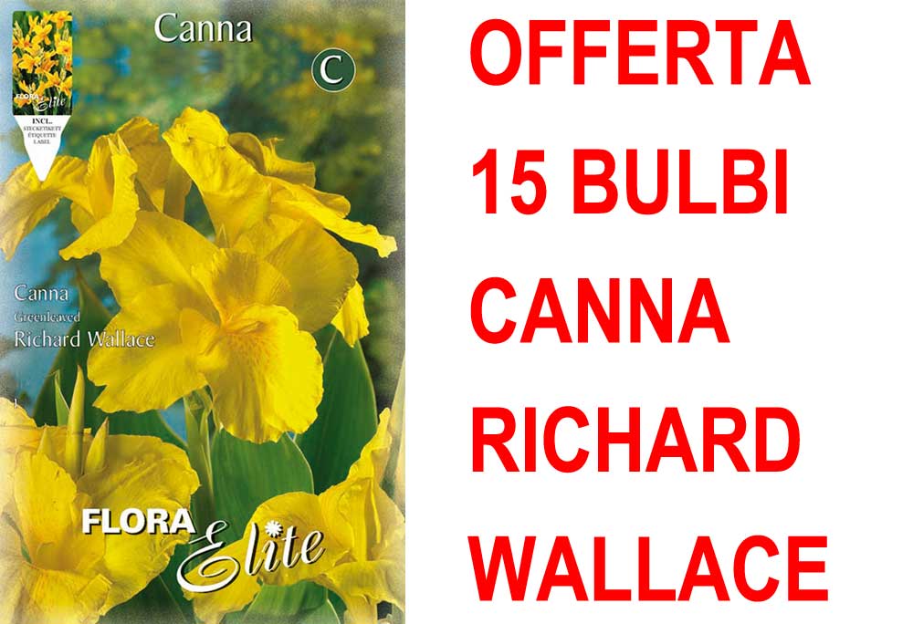 OFFERTA 15 BULBI CANNA GREENLEAVED RICHARD WALLACE