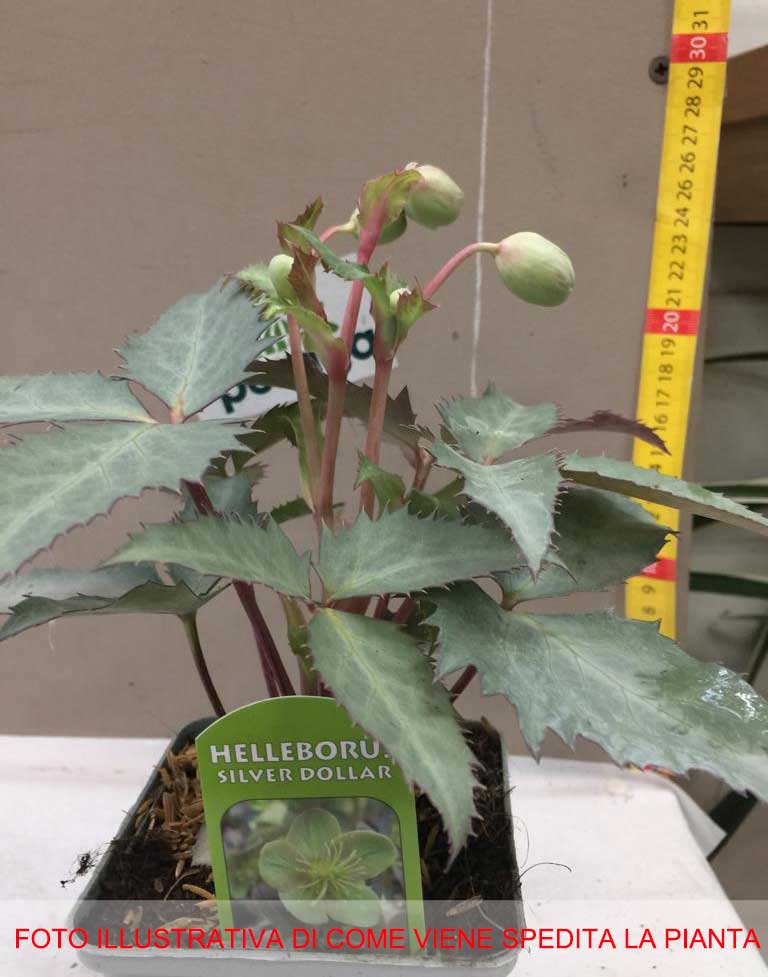 HELLEBORUS SILVER DOLLAR ROSA DI NATALE VASO 9CM