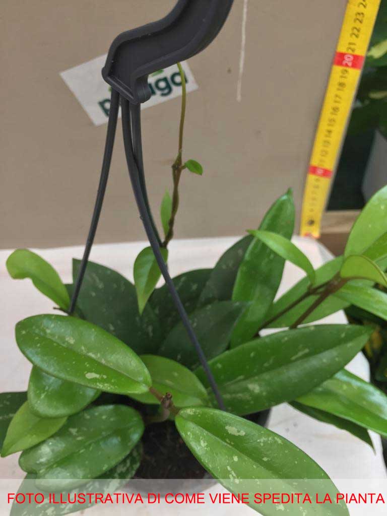 HOYA PUBLICALIX SPLASH FIORE DI CERA IN VASO 14CM