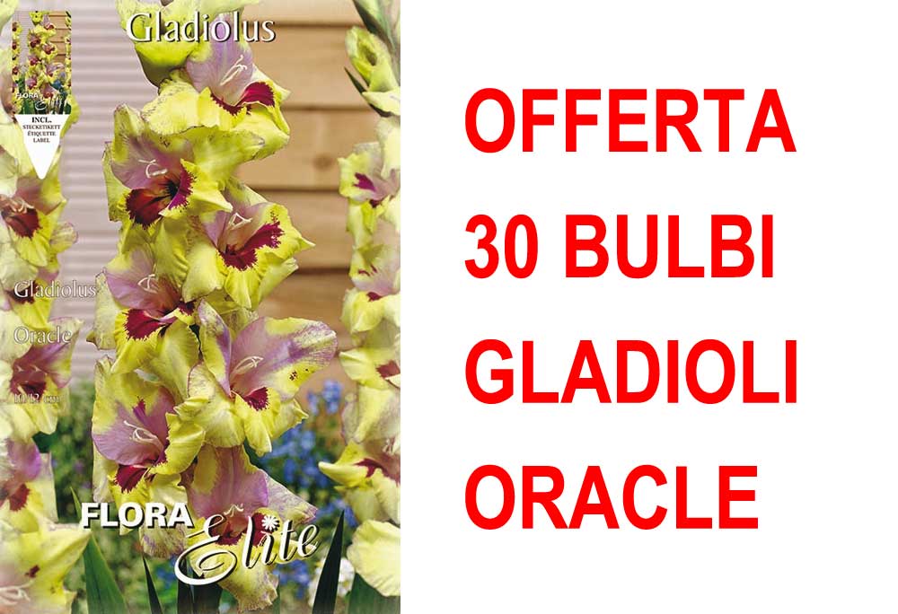 OFFERTA 30 BULBI GLADIOLI A FIORI GRANDI ORACLE