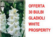 OFFERTA 30 BULBI GLADIOLI A FIORI GRANDI WHITE PROSPERITY