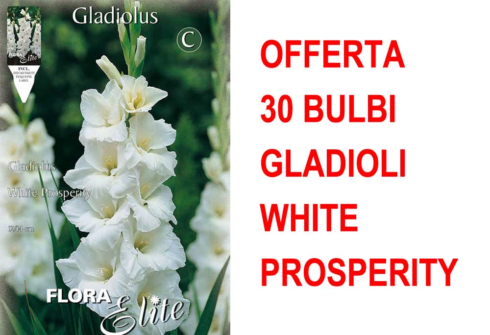 OFFERTA 30 BULBI GLADIOLI A FIORI GRANDI WHITE PROSPERITY