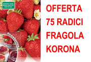 OFFERTA FRAGOLA KORONA 75 PIANTE A RADICE NUDA