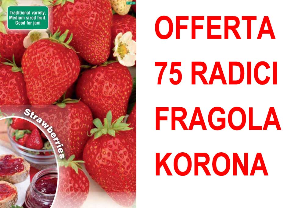 OFFERTA FRAGOLA KORONA 75 PIANTE A RADICE NUDA