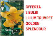 OFFERTA 3 BULBI LILIUM TRUMPET GOLDEN SPLENDOUR