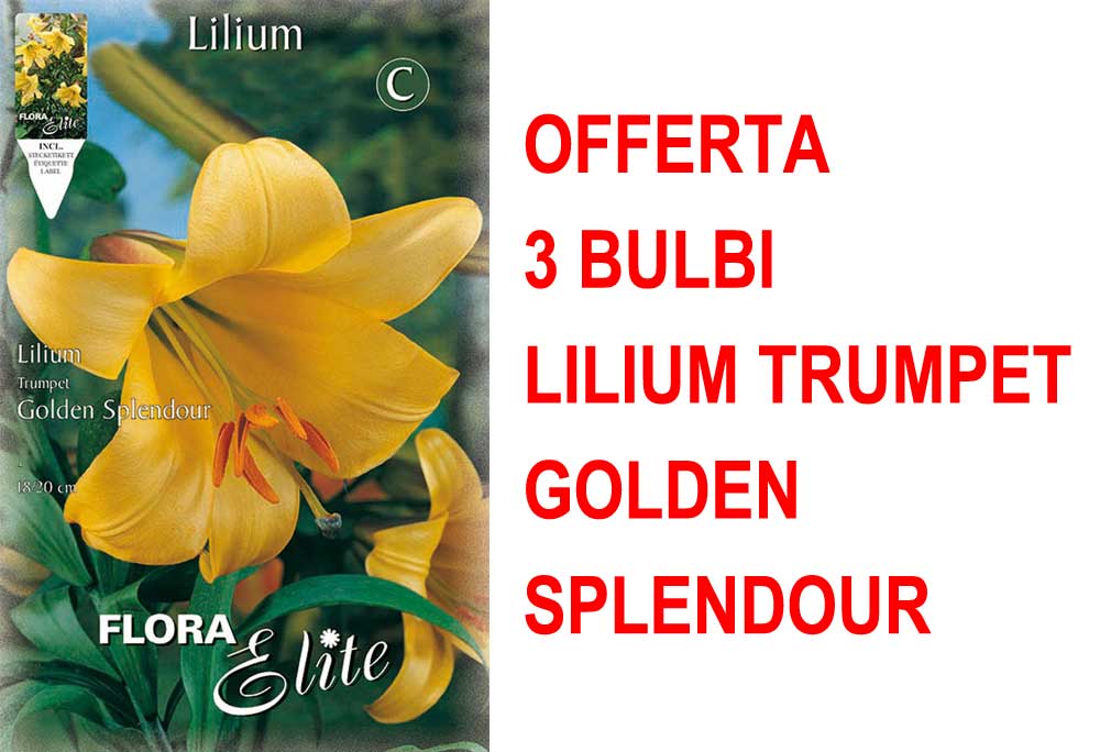 OFFERTA 3 BULBI LILIUM TRUMPET GOLDEN SPLENDOUR