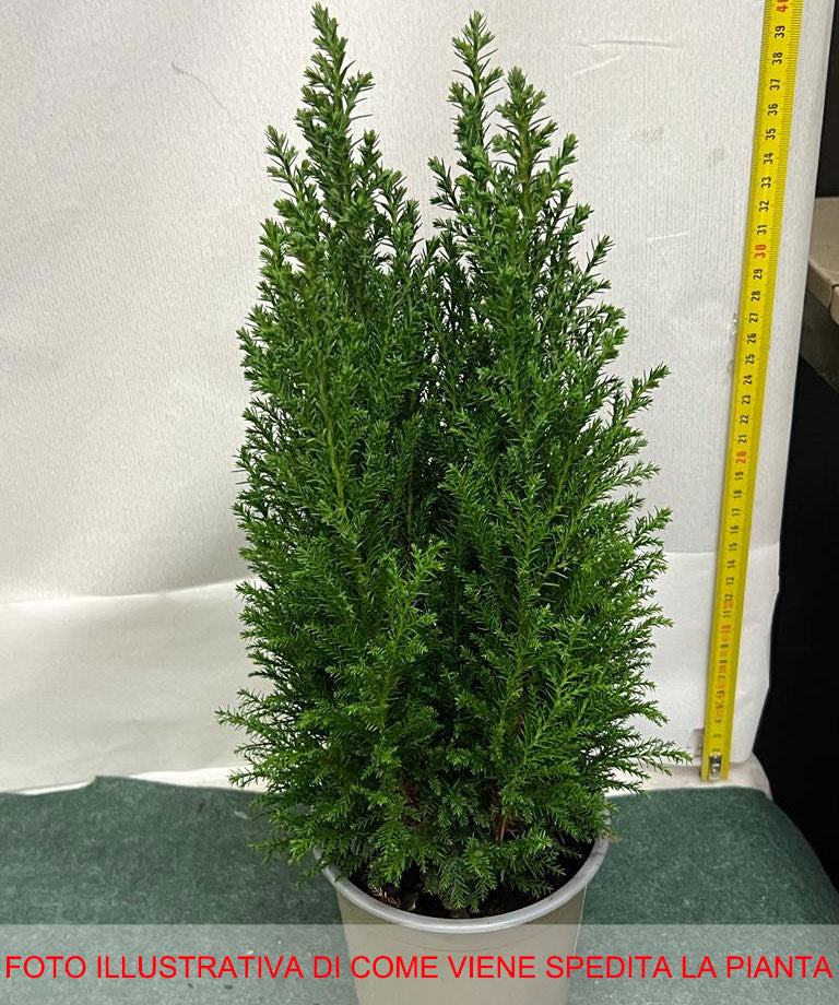 CHAMAECYPARIS LAWSONIANA ELLWOODII VASO 13CM