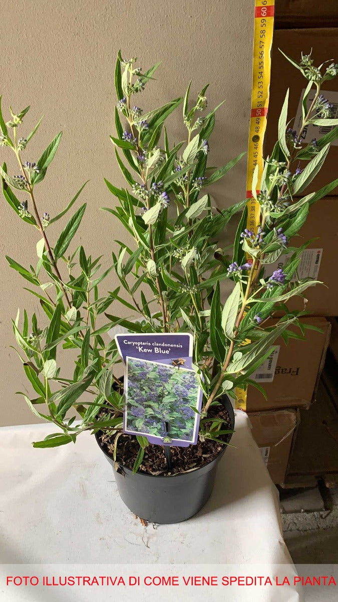 CARYOPTERIS CLAN KEW BLUE VASO 19CM