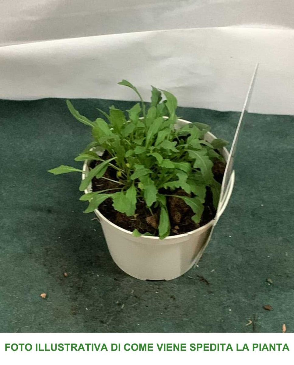 RUCOLA VASO 14CM