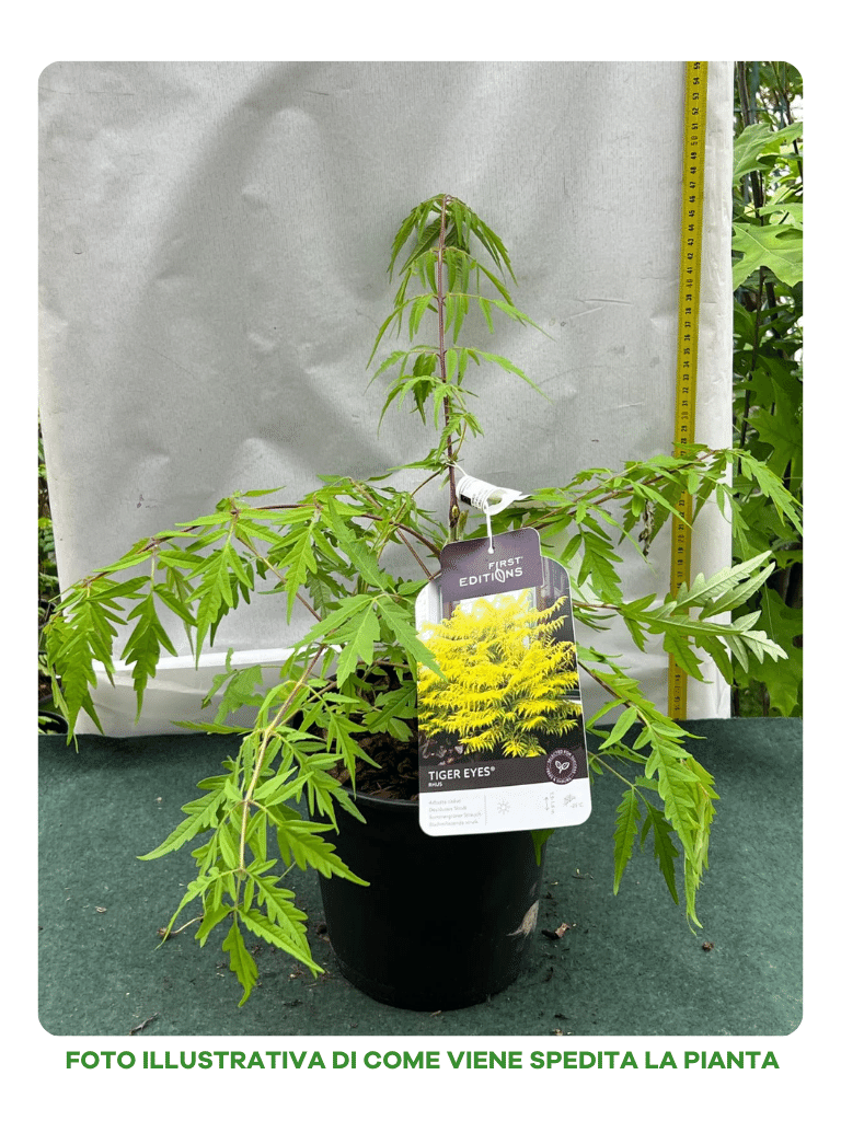 RHUS TYPHINA TIGER EYES IN VASO 18CM