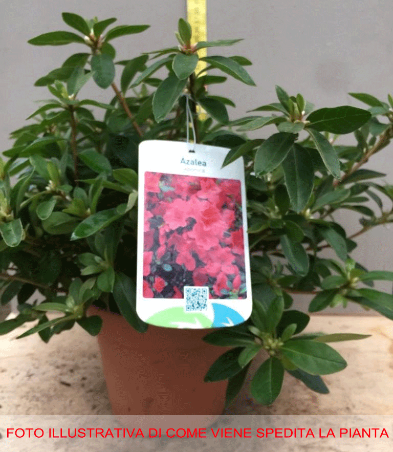AZALEA JAPONICA RUSTICA ROSA VASO 15CM