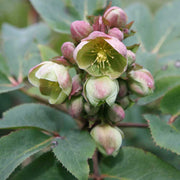 HELLEBORUS STERNII ROSA DI NATALE VASO 9CM