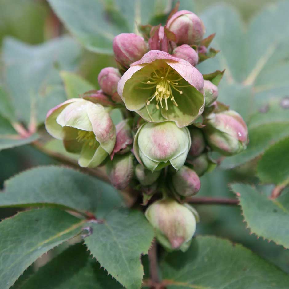 HELLEBORUS STERNII ROSA DI NATALE VASO 9CM