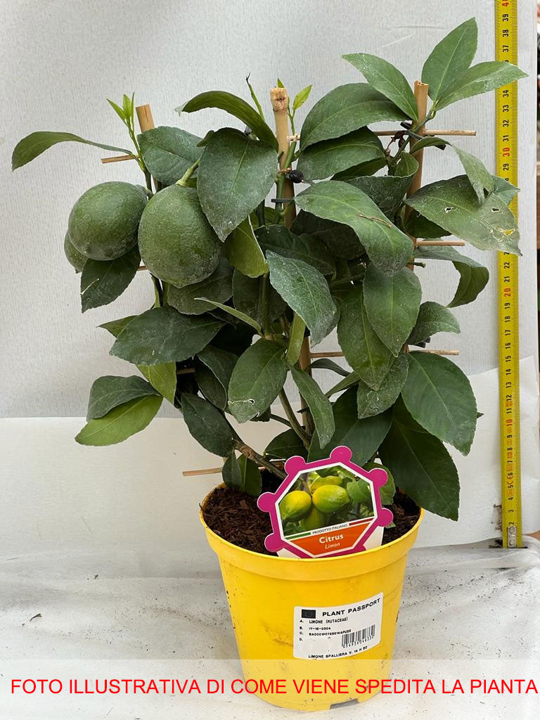 LIMONE CITRUS LIMON IN VASO 14CM