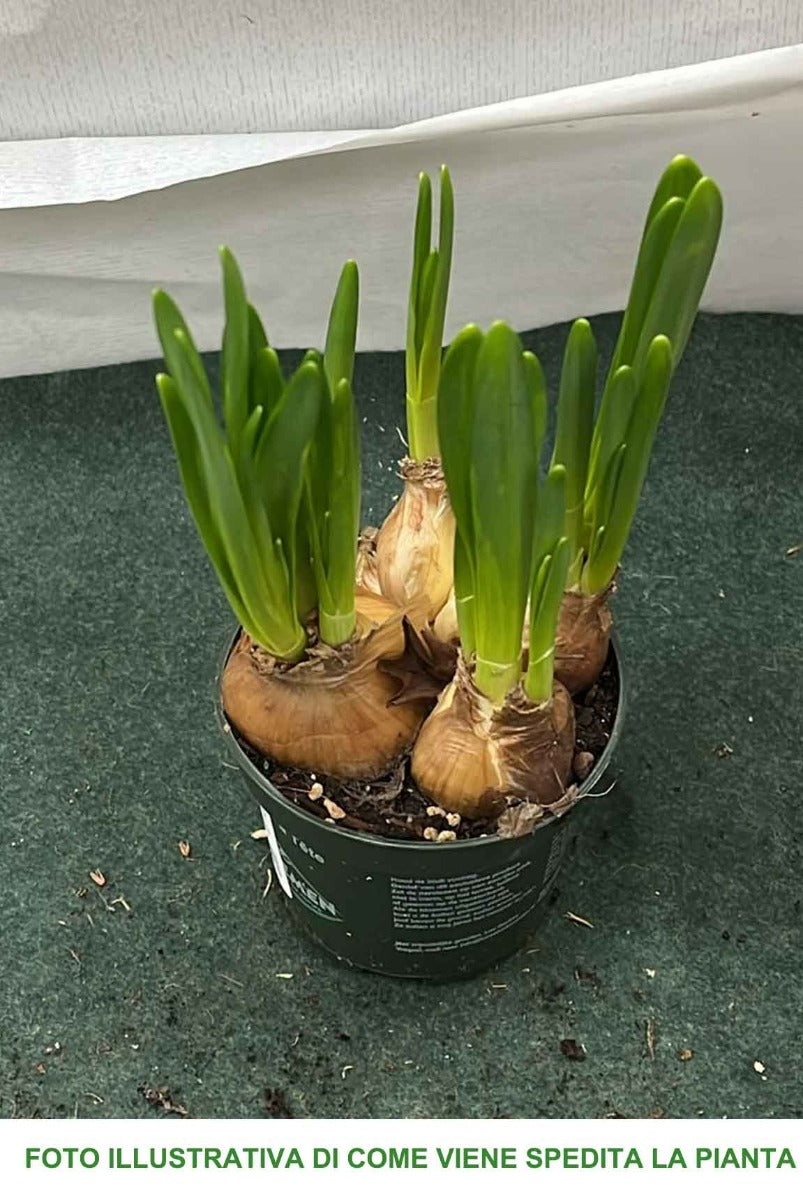 NARCISI TETE A TETE VASO 9CM